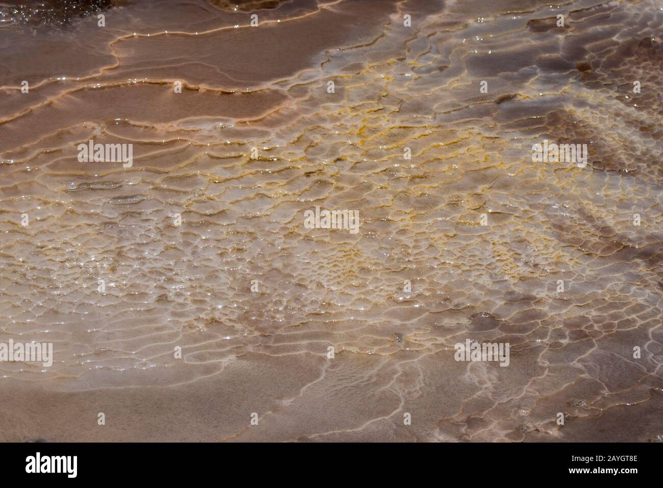 Details zu den farbenfrohen Mineralvorkommen an einer heißen Quelle im geothermen Becken von El Tatio Geysers, das in der Nähe von San Pedro de Atacama in der Atacama De Liegt Stockfoto