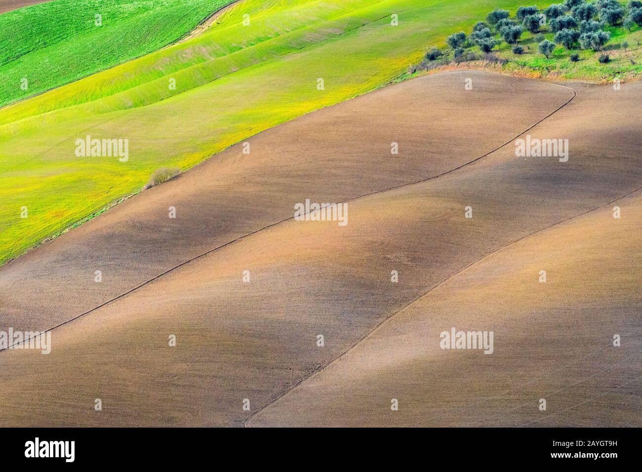 Toskana, Crete Senesi ländliche Sonnenuntergangslandschaft. Ländlicher Bauernhof, Bäume, grünes Feld, Sonnenschein auf dem Hügel. Siena, Italien. Stockfoto