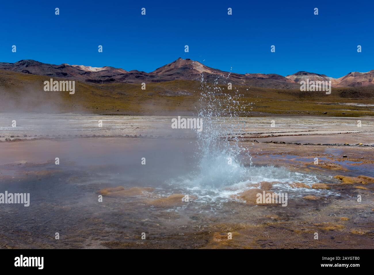 Eine sprudelnde heiße Quelle im Geothermie-Becken El Tatio Geysers, das sich in der Nähe von San Pedro de Atacama in der Atacama-Wüste im Norden Chiles befindet. Stockfoto