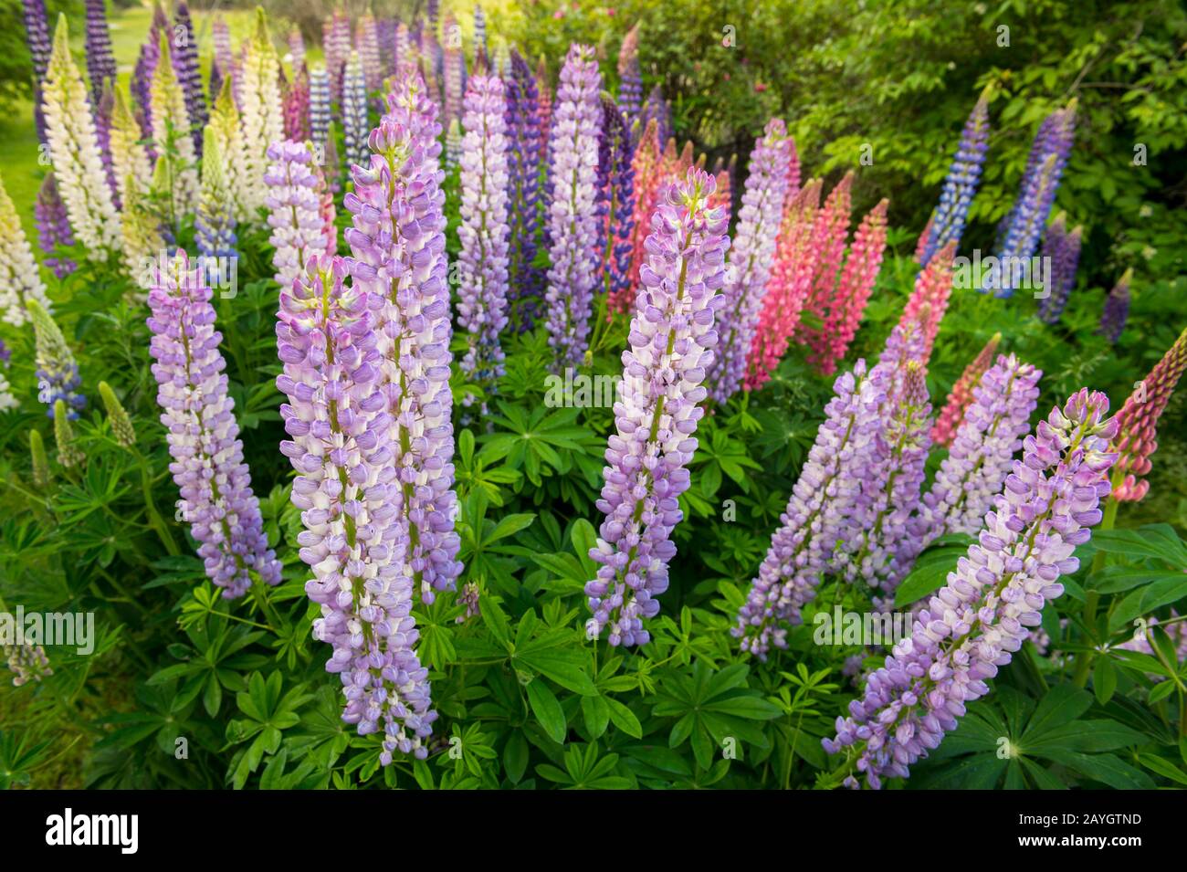Farbenfrohe Blumen im Estancia Hotel Kau Yatun in El Calafate, Argentinien. Stockfoto
