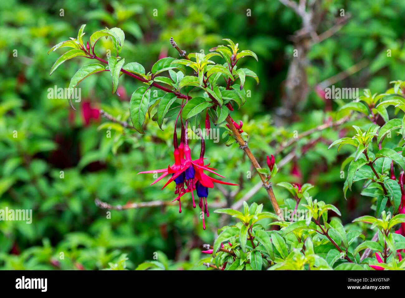 Fuchsia magellanica, im Nationalpark Los Glaciares in der Nähe von El Calafate, Argentinien, allgemein bekannt als Kolibrifuchsie oder winterharte Fuchsie. Stockfoto