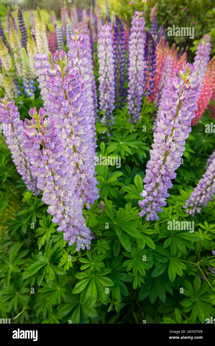 Farbenfrohe Blumen im Estancia Hotel Kau Yatun in El Calafate, Argentinien. Stockfoto