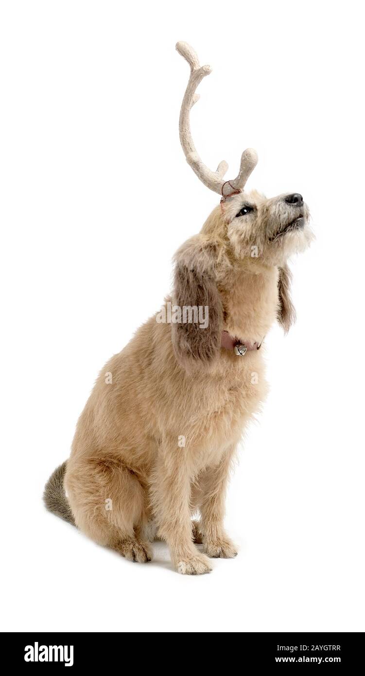 Max. Der Grinchhund Stockfoto