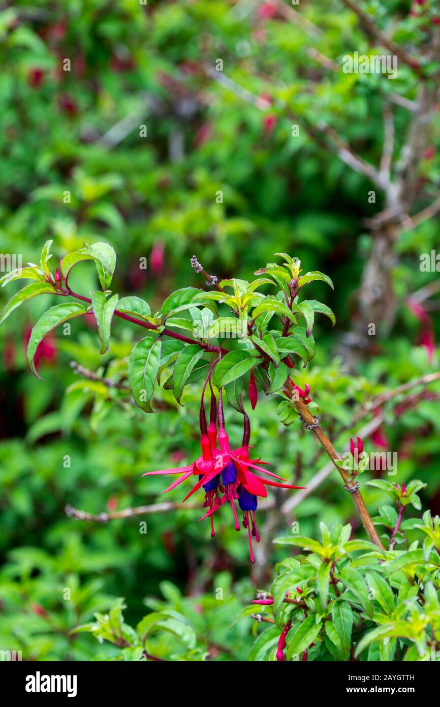 Fuchsia magellanica, im Nationalpark Los Glaciares in der Nähe von El Calafate, Argentinien, allgemein bekannt als Kolibrifuchsie oder winterharte Fuchsie. Stockfoto