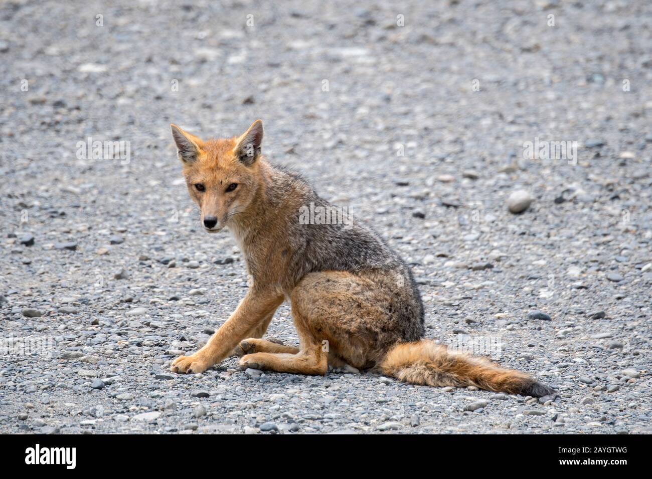 Der Culpeo (Lycalopex culpaeus), der manchmal auch als zorro culpeo oder Andenfuchs im Los Glaciares Nationalpark in der Nähe von El Calafate, Argentinien, bekannt ist. Stockfoto