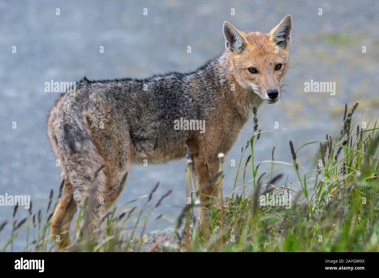 Der Culpeo (Lycalopex culpaeus), der manchmal auch als zorro culpeo oder Andenfuchs im Los Glaciares Nationalpark in der Nähe von El Calafate, Argentinien, bekannt ist. Stockfoto