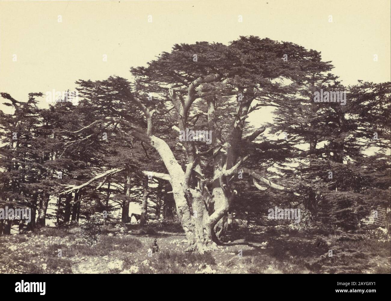Francis Frith (Englisch - Der Größte der Cedars, Mount Lebanon Stockfoto