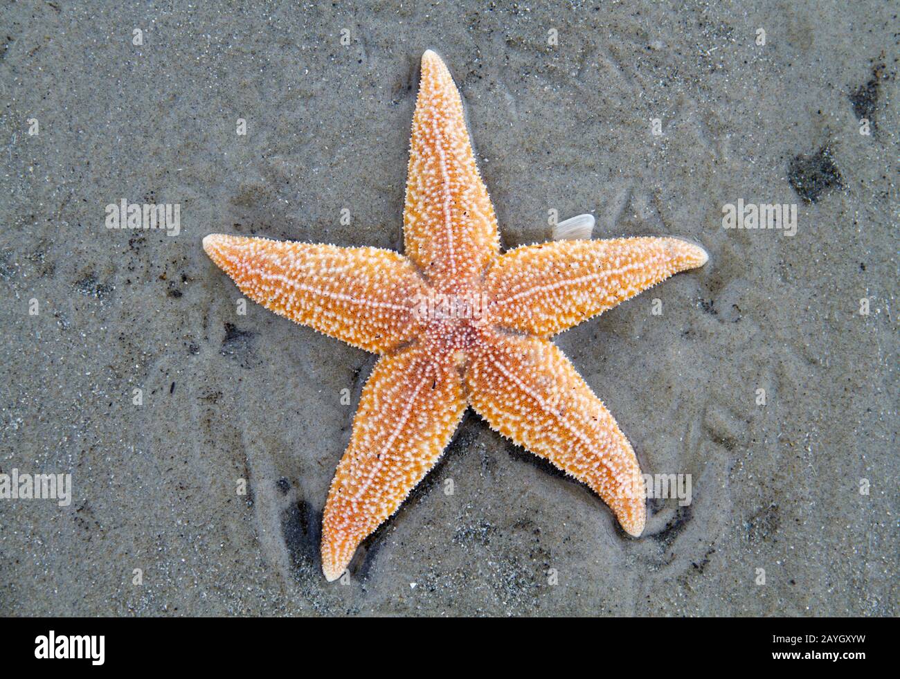 Gestrandeter Toter Common Starfish, der an einem sandigen Strand liegt Stockfoto