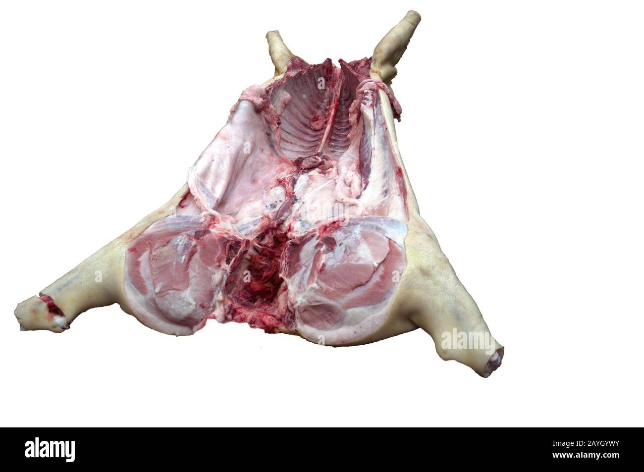 Der kopflose Schweinekadaver ist bereit, vom Metzger abgebaut zu werden. Fotografiert vom Schwanz. Auf weißem Hintergrund isolieren. Stockfoto