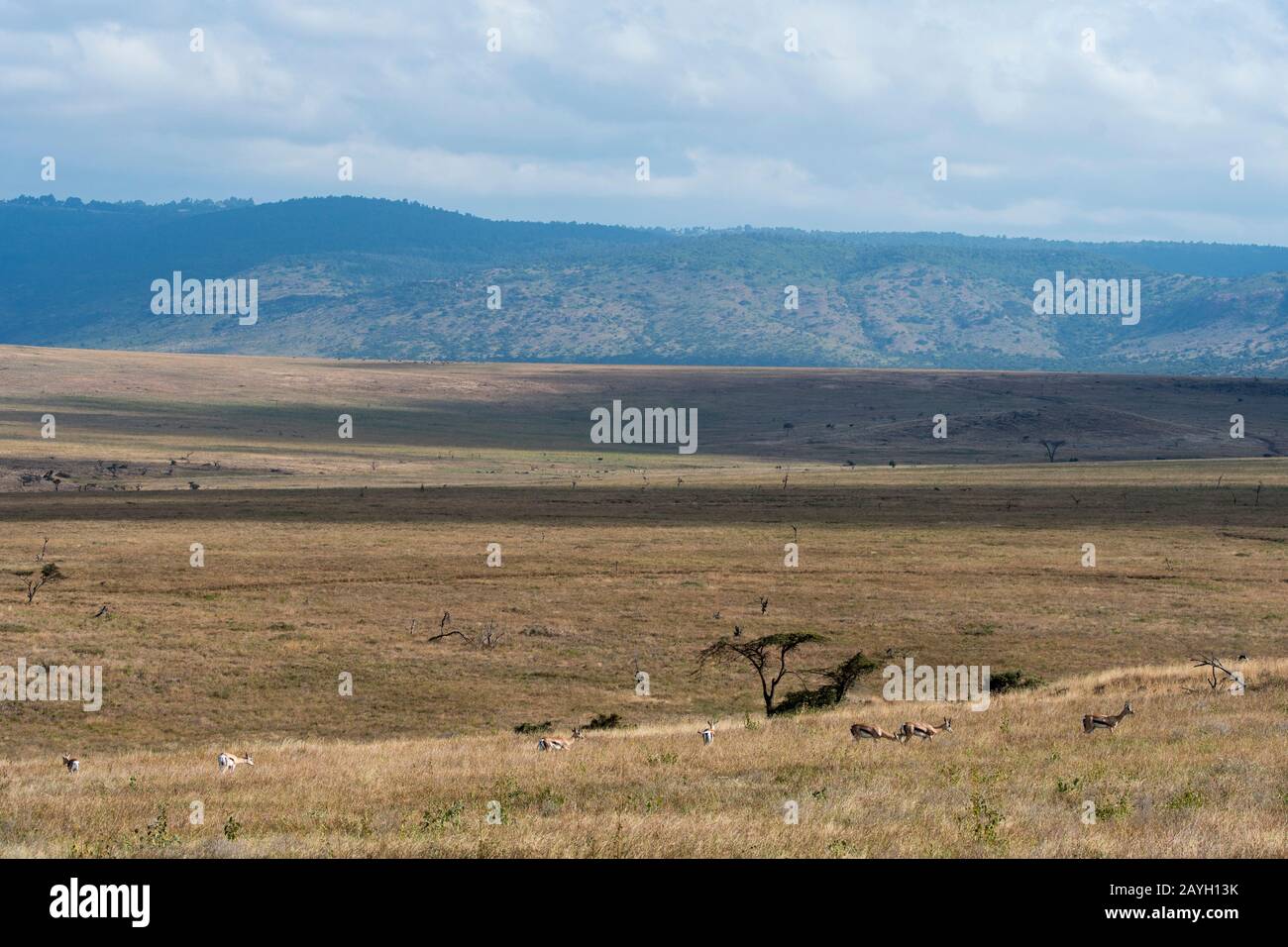 Blick auf die Grasland im Lewa Wildlife Conservancy in Kenia. Stockfoto