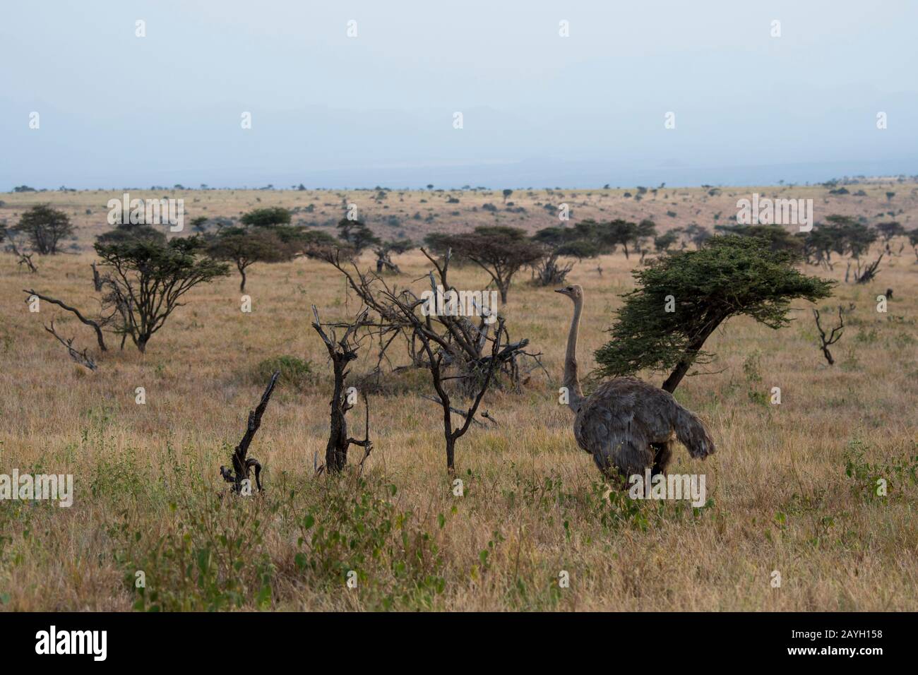 Ein weiblicher Somali-Strauß (Struthio molybdophanes) im Lewa Wildlife Conservancy in Kenia. Stockfoto