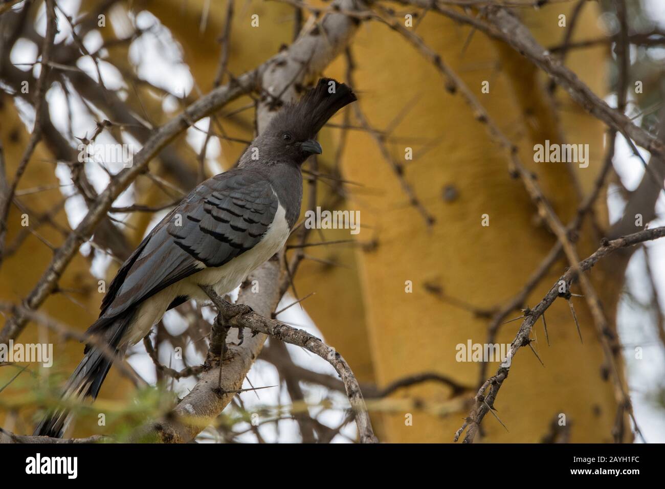 Ein weißbelaubter Go-Away-Vogel (Corythaixoides leucogaster) in einem Baum am Lewa Wildlife Conservancy in Kenia. Stockfoto