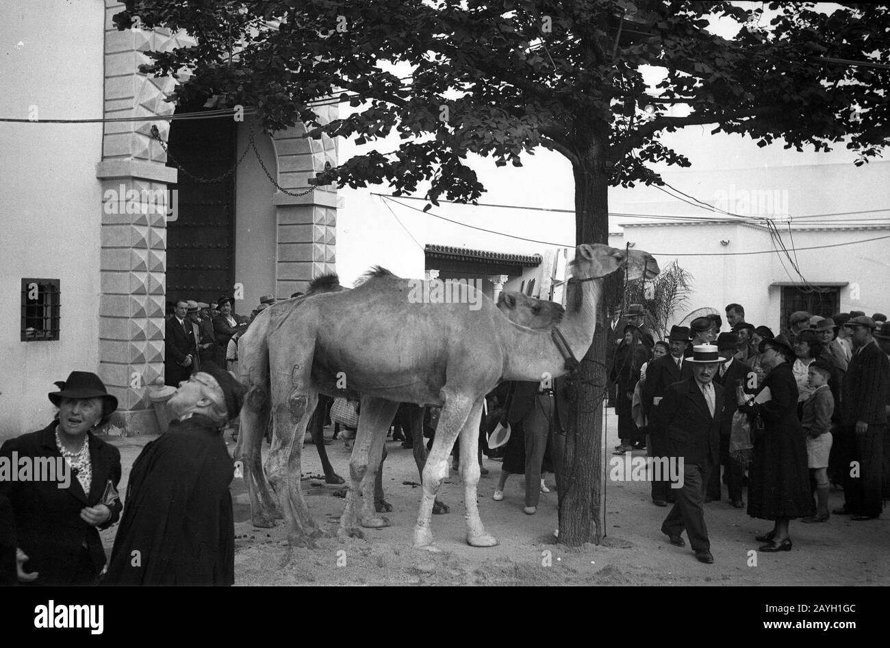 Die Pariser Ausstellung Von 1937 Paris Ausstellung Kamele in Marokko oder Maroc Stockfoto