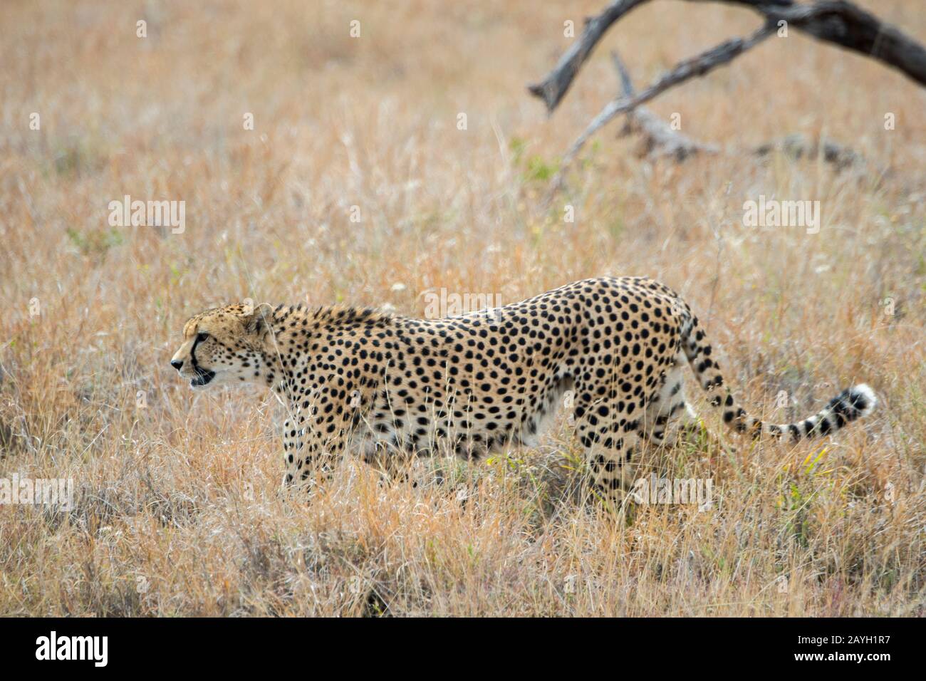 Ein Gepard geht durch die Grasländer, die nach Beute am Lewa Wildlife Conservancy in Kenia suchen. Stockfoto