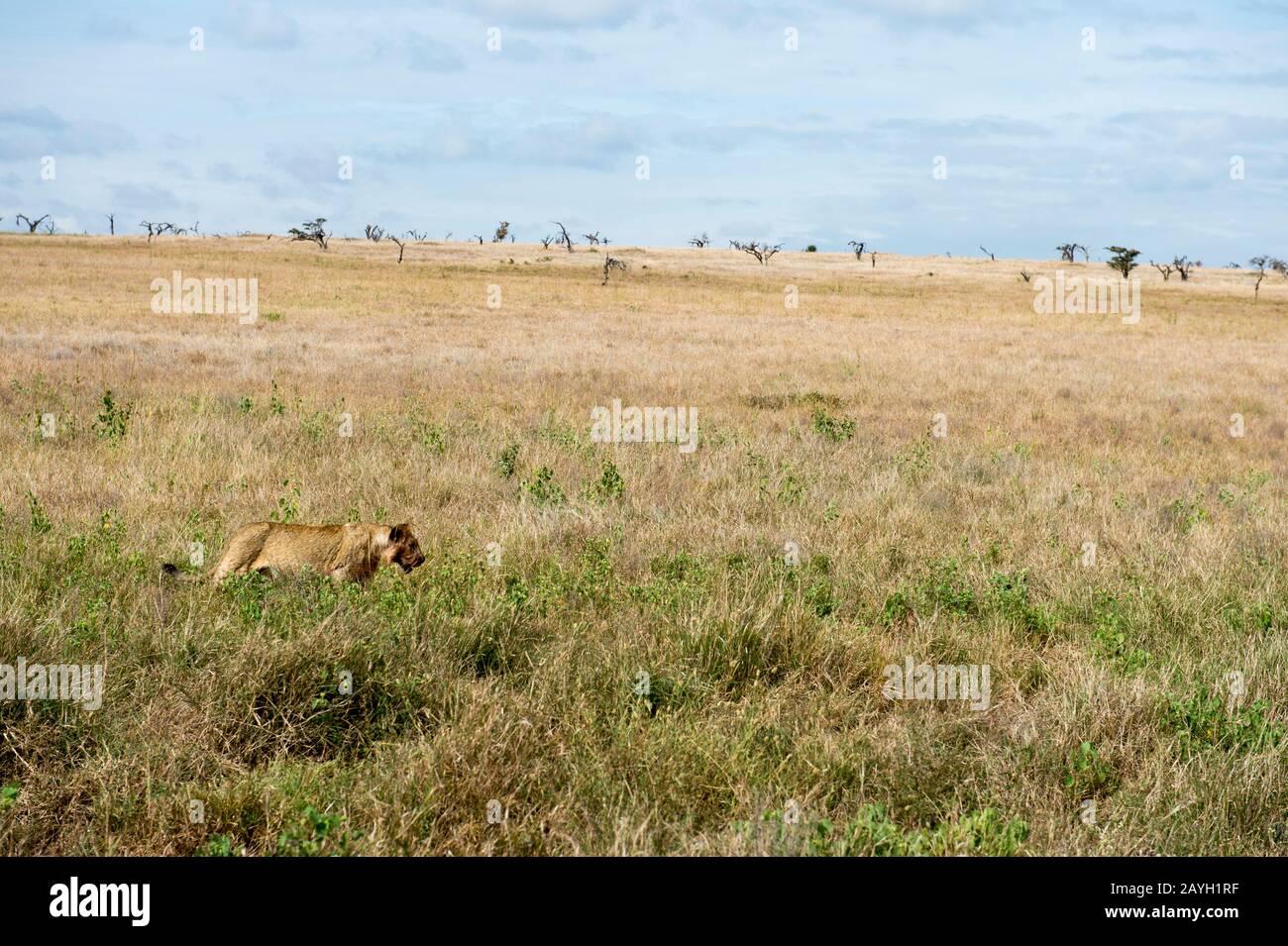 Eine Löwin spazieren durch die Grasländer am Lewa Wildlife Conservancy in Kenia. Stockfoto