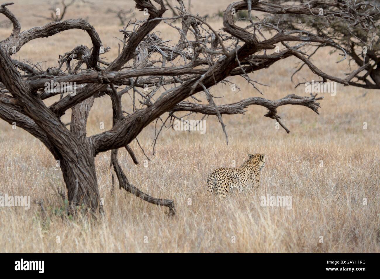 Ein Gepard geht durch die Grasländer, die nach Beute am Lewa Wildlife Conservancy in Kenia suchen. Stockfoto