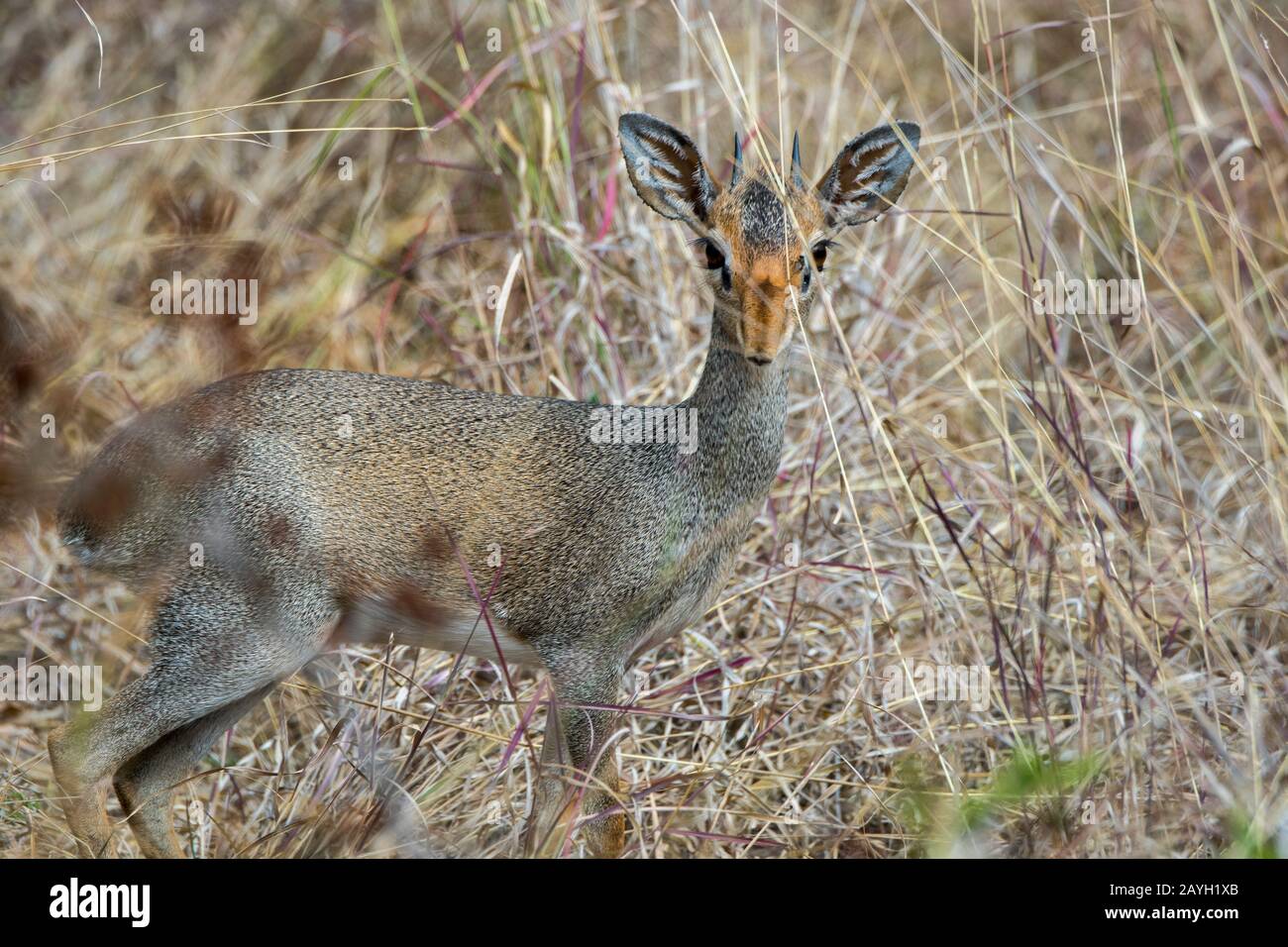 Ein häufiger Duiker (Sylvicapra grimmia), auch als Grau- oder Buschduiker bekannt, ist eine kleine Antilope, hier am Lewa Wildlife Conservancy in Kenia. Stockfoto