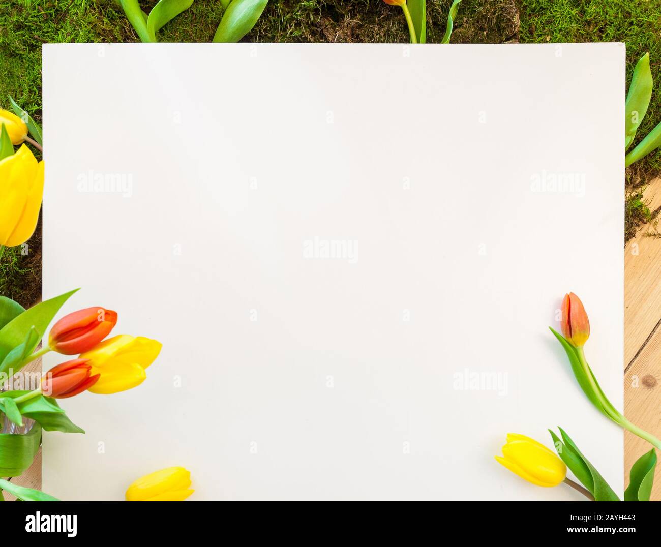 Weißer Papierhintergrund für Text vor Frühlingsdekoration oder osterdekoration mit grünen Blättern, Moos und Tulpenblumen. Natürlich das Entwerfen von Sust Stockfoto
