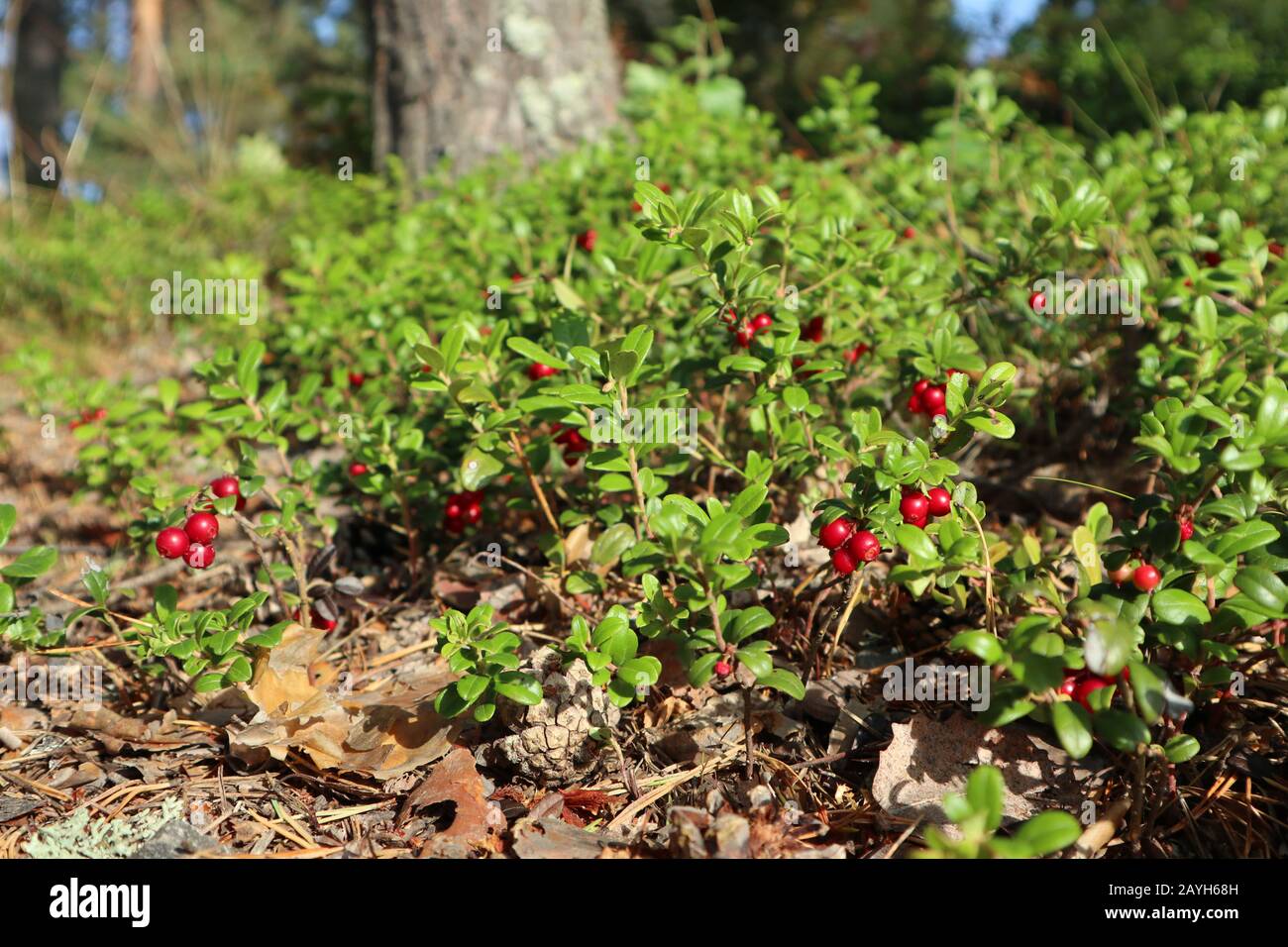 Rote saftige Preiselbeere oder Cowberry, wilde essbare Beeren mit grünen Blättern, die sich in der Nähe befinden. Sonniger Tag im Wald von Finnland Stockfoto