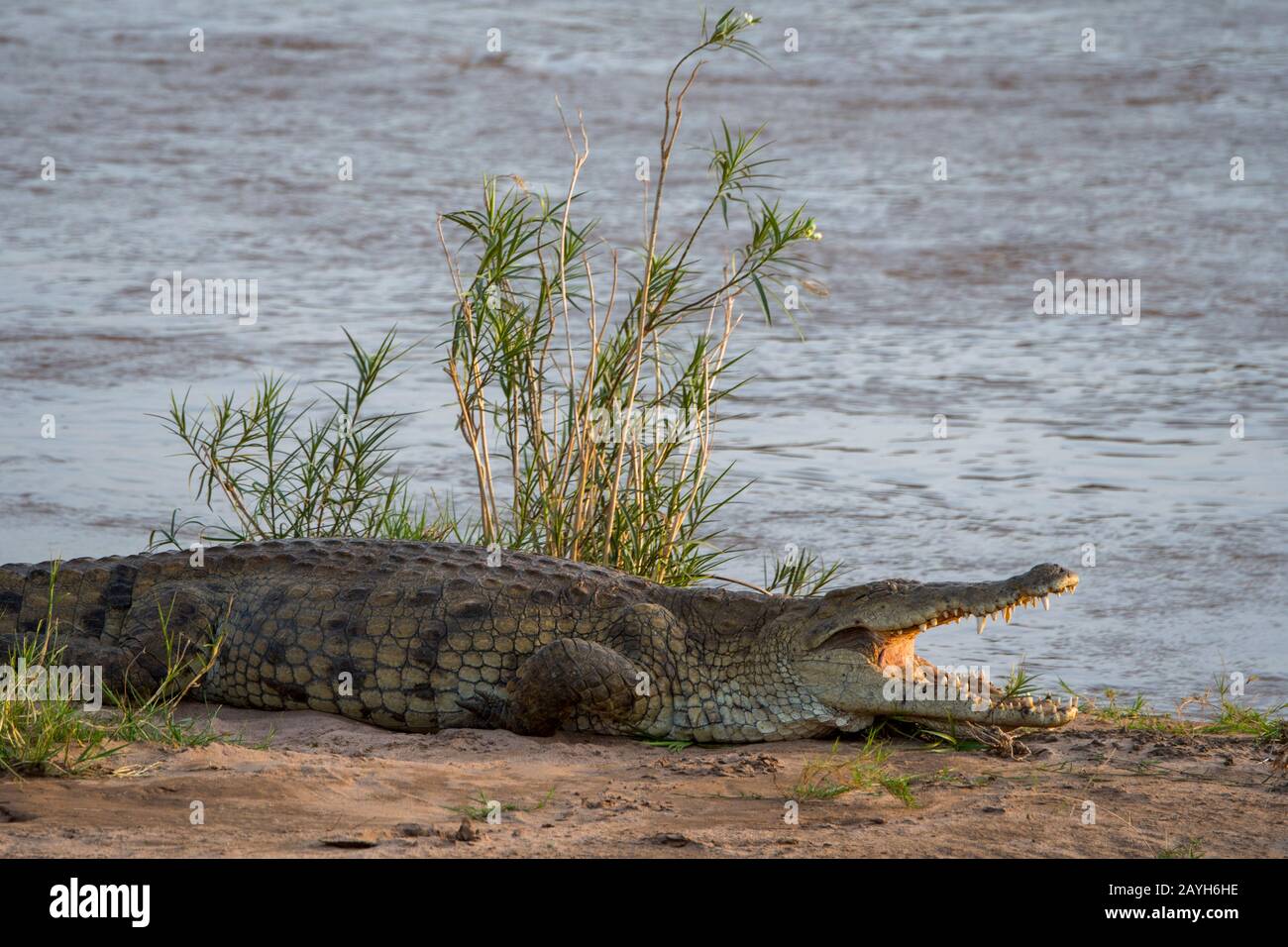 Blick auf ein Nilkrokodil (Crocodylus niloticus), das bei Sonnenschein am Ufer des Flusses Ewaso Nyiro im Samburu National Reserve in Kenia schwelt Stockfoto