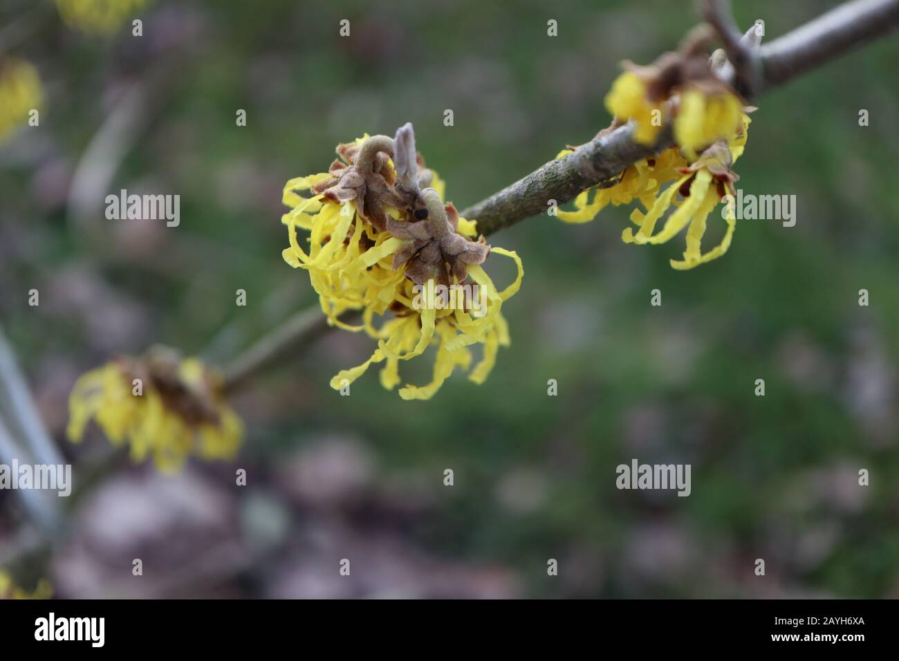 Die seltene gelbe Hexenhasel (Hamamelis) blüht in den Wintermonaten Stockfoto