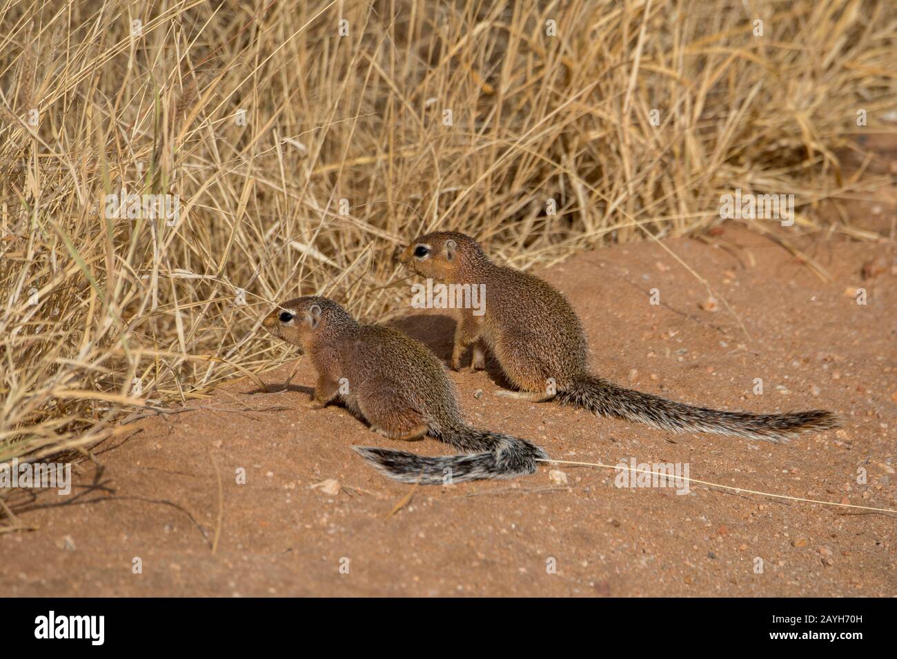 Unstreifte Erdhörnchen (Xerus rutilus) im Samburu National Reserve in Kenia. Stockfoto