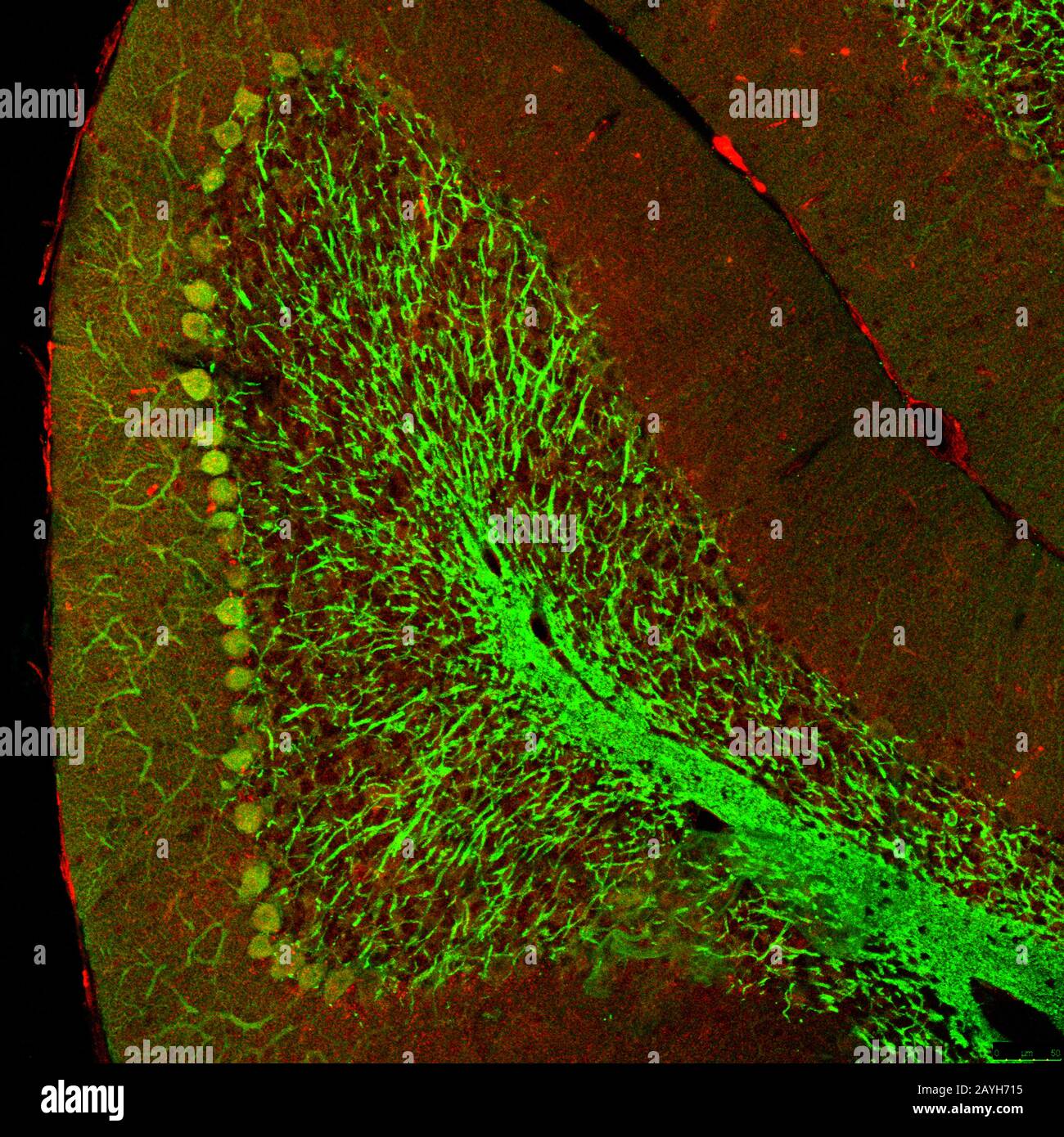 Zerebelläres Folium aus einem Abschnitt des Maushirns, gekennzeichnet mit Immunfluoreszenz und aufgenommen mit konfokaler Laser-Scanning-Mikroskopie. Große Purkinje Stockfoto