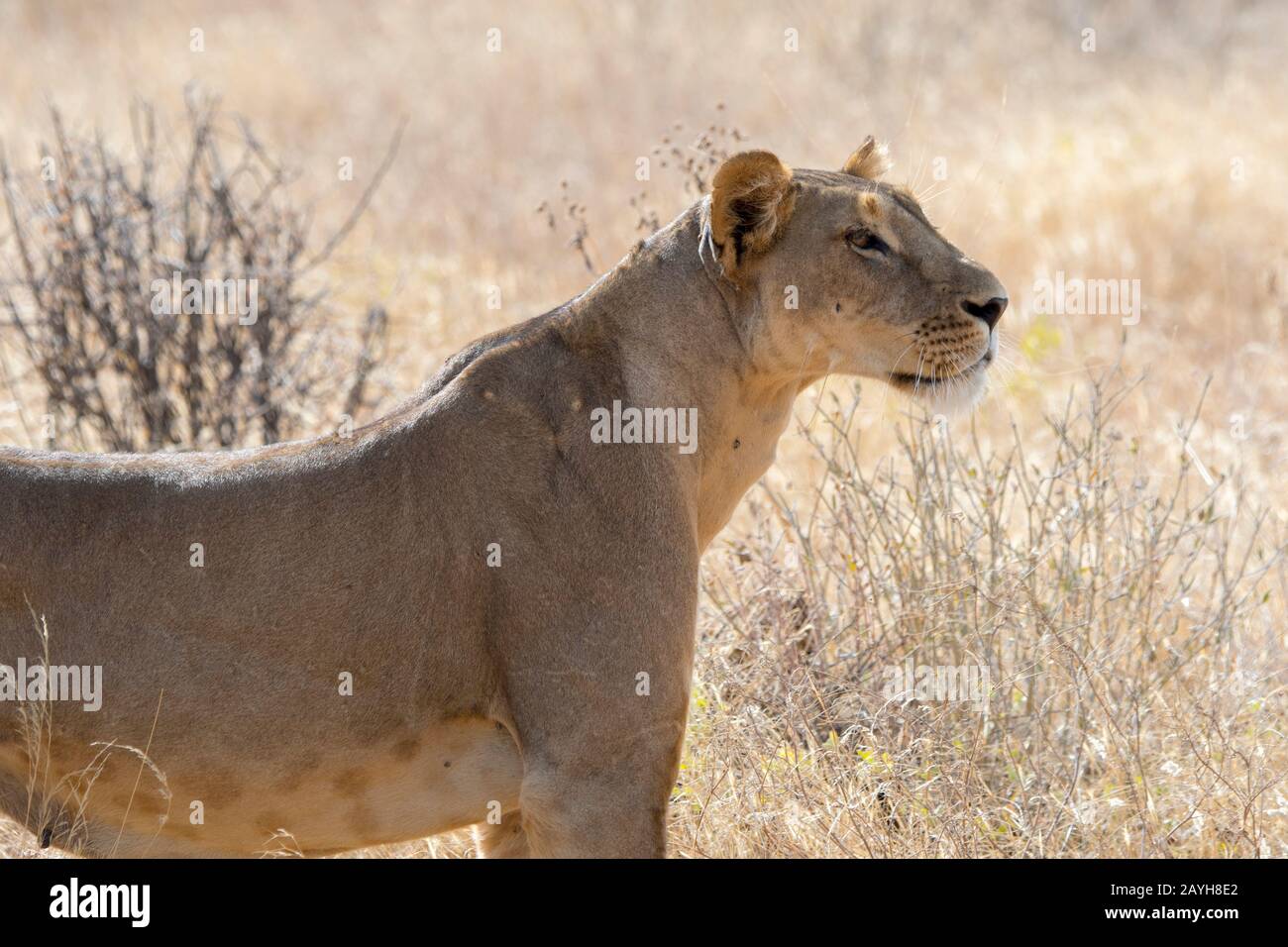 Eine Löwin (Panthera leo) sucht Beute im Samburu National Reserve in Kenia. Stockfoto