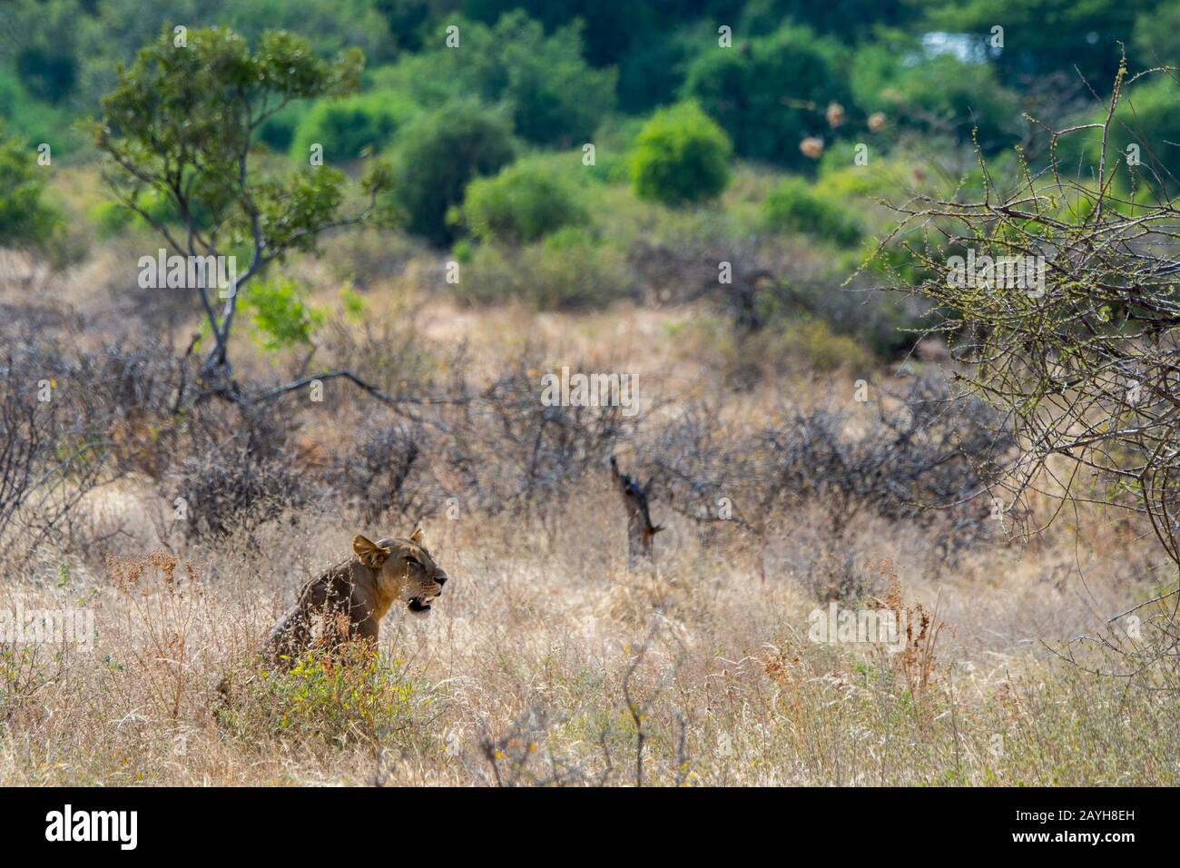 Eine Löwin (Panthera leo) sucht Beute im Samburu National Reserve in Kenia. Stockfoto