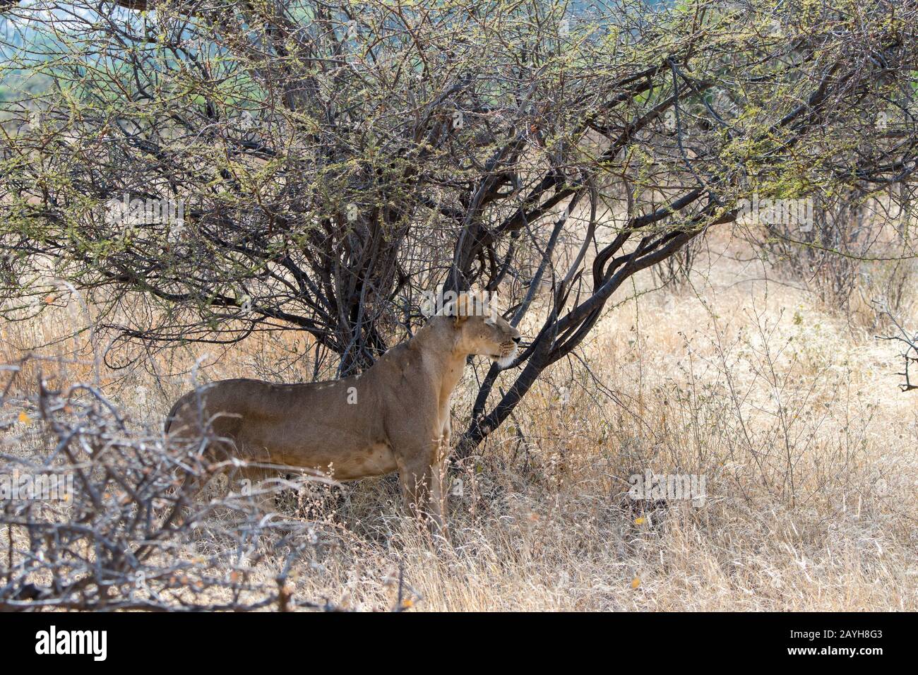 Eine Löwin (Panthera leo) sucht Beute im Samburu National Reserve in Kenia. Stockfoto