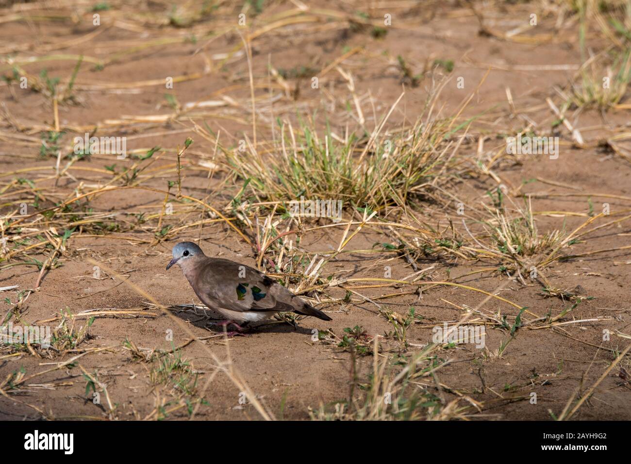 Eine smaragdgefleckte Holztaube (Turtur chalcospilos) sucht in den Grasländern des Masai Mara National Reserve in Kenia nach Nahrung. Stockfoto