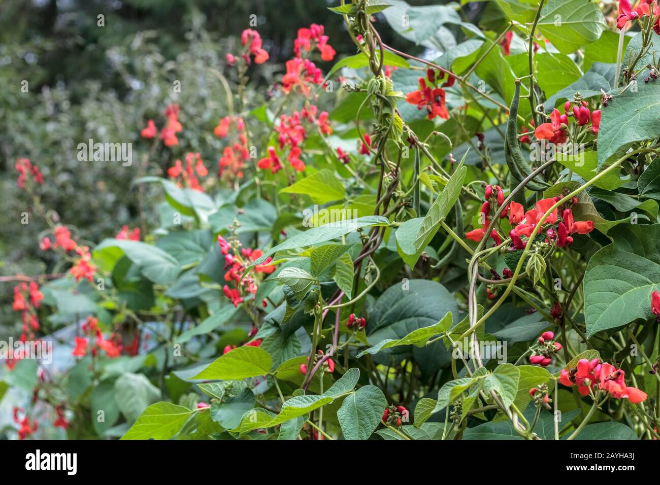 Hohe, dichte Reben der Läuferbohne, die in einem Hinterhofgarten wachsen, sind mit leuchtend roten Blumen bedeckt, und ihre grünen Bohnen haben begonnen, ebenfalls zu produzieren. Stockfoto