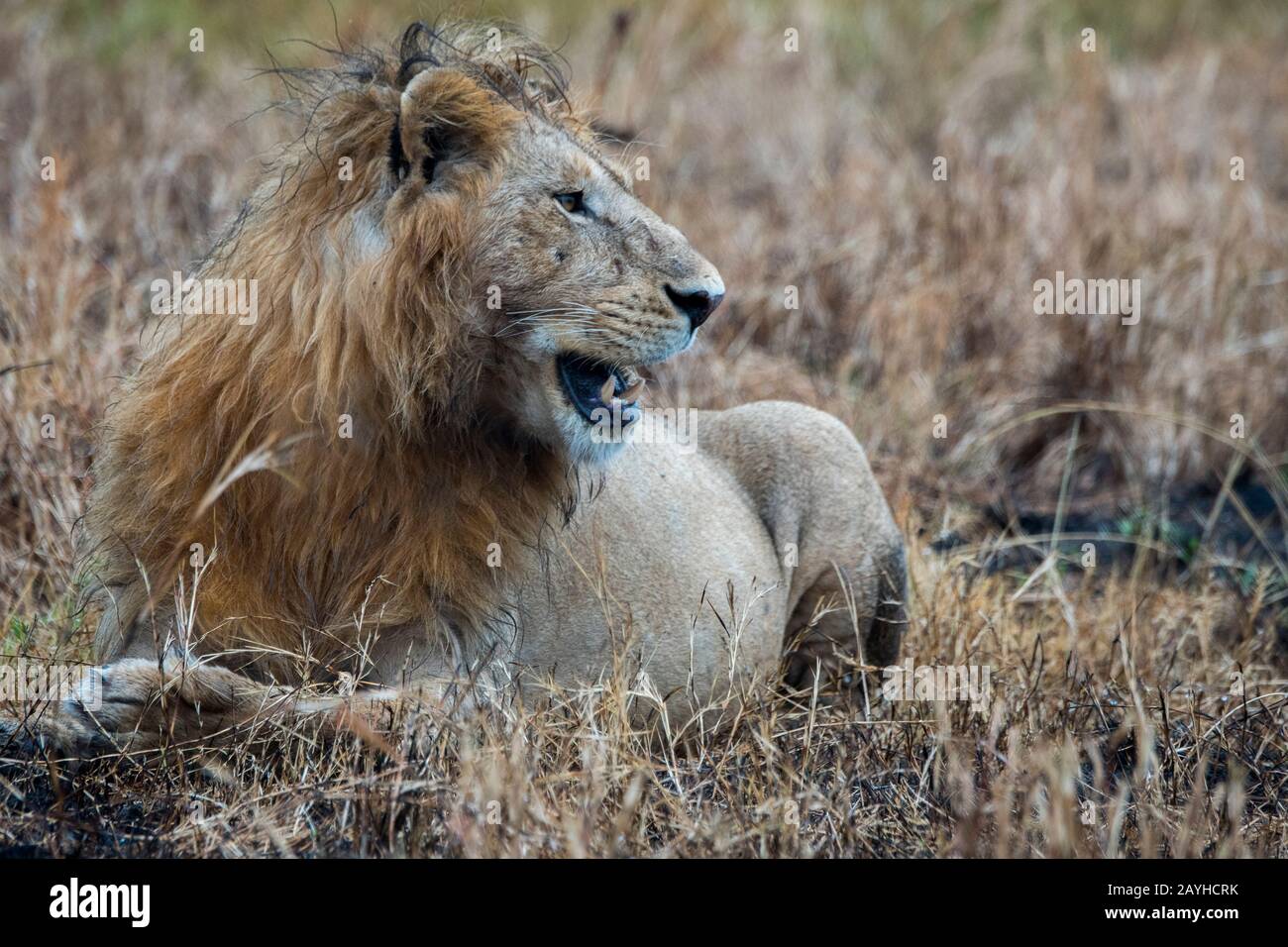 Ein männlicher Löwe (Panthera leo) im Masai Mara National Reserve in Kenia. Stockfoto