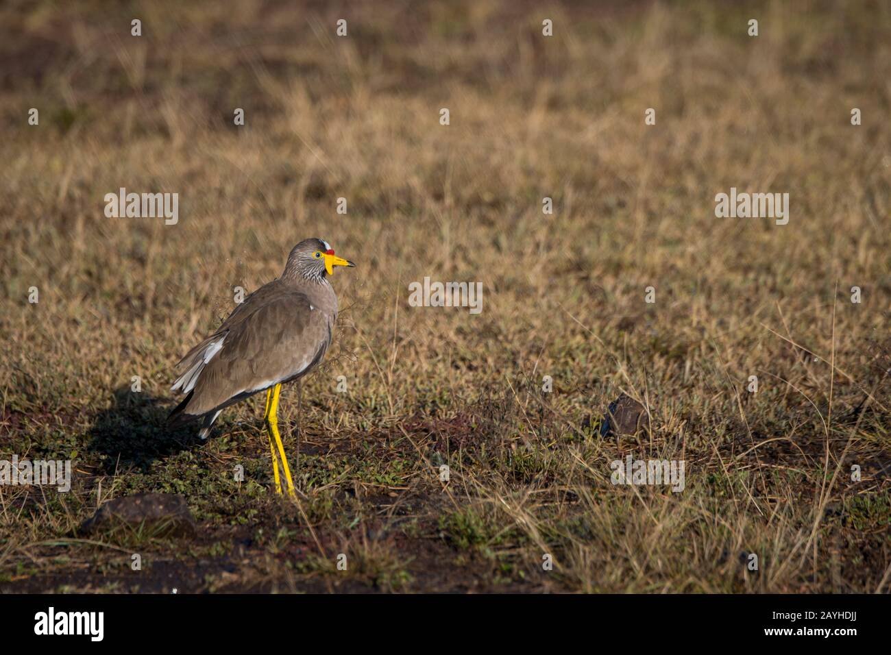 Ein afrikanischer Wattlappen oder Senegal wattierte Pflauge (Vanellus senegallus) im Masai Mara National Reserve in Kenia. Stockfoto