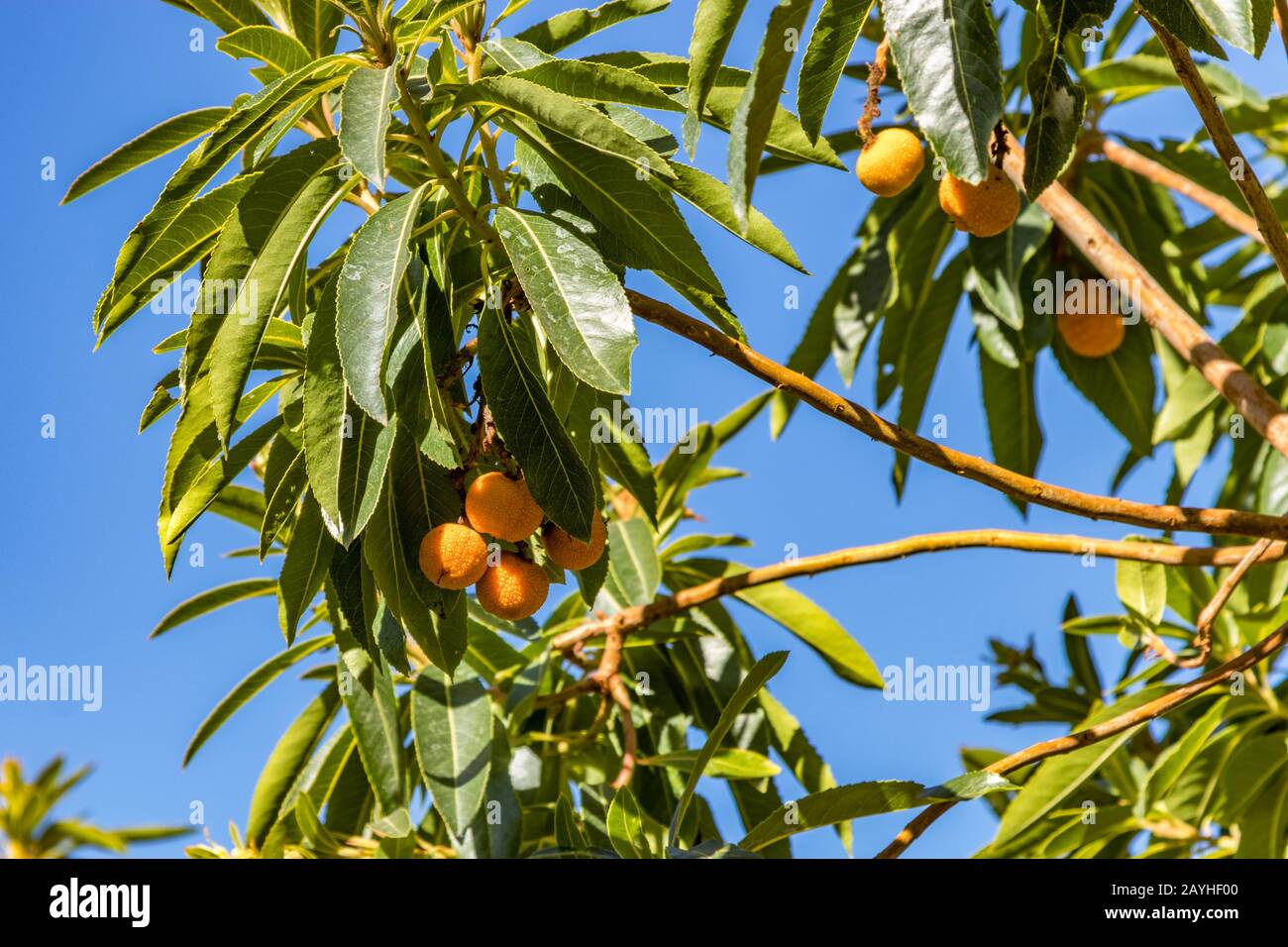 Nahaufnahme selektiver Fokus. Reife leuchtend orangefarbene Früchte und grünes Laub gegen einen klaren blauen Himmel. Arbutus canariensis - madrono Canario, ist eine Art von Stockfoto