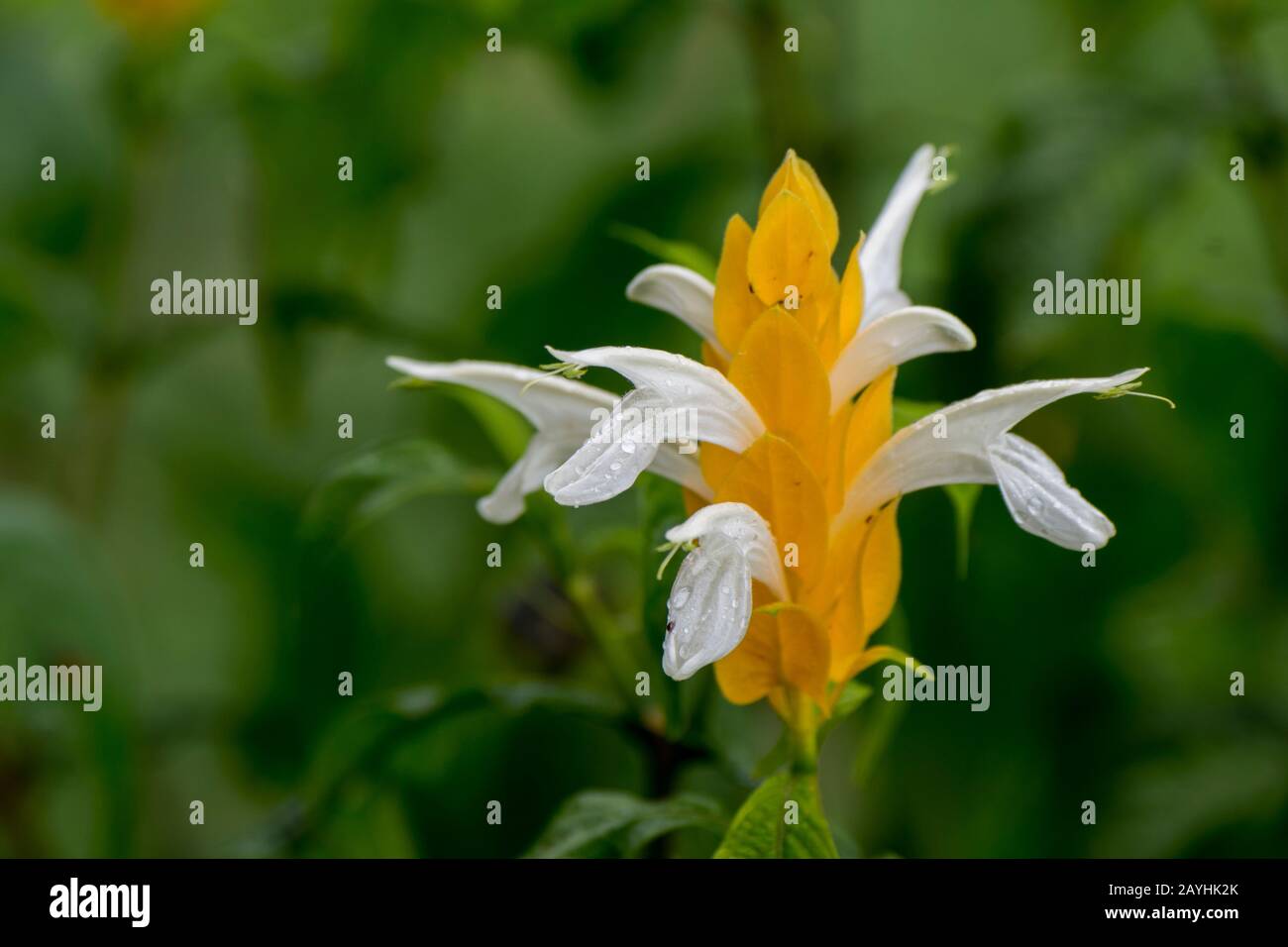 Pachystachys lutea, bekannt unter den gebräuchlichen Namen Lollipop Plant und Golden Shrimp Plant in einem Garten in Mindo, in der Nähe von Quito, Ecuador. Stockfoto