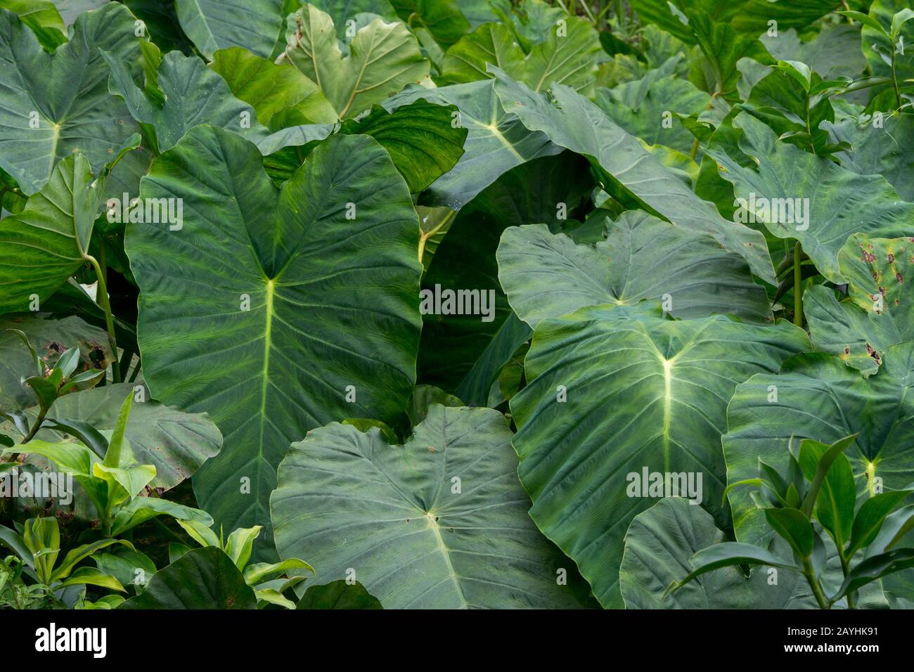 kaktus fruit CACTUS FRUIT – New Indian Supermarket, Tracy main image 1