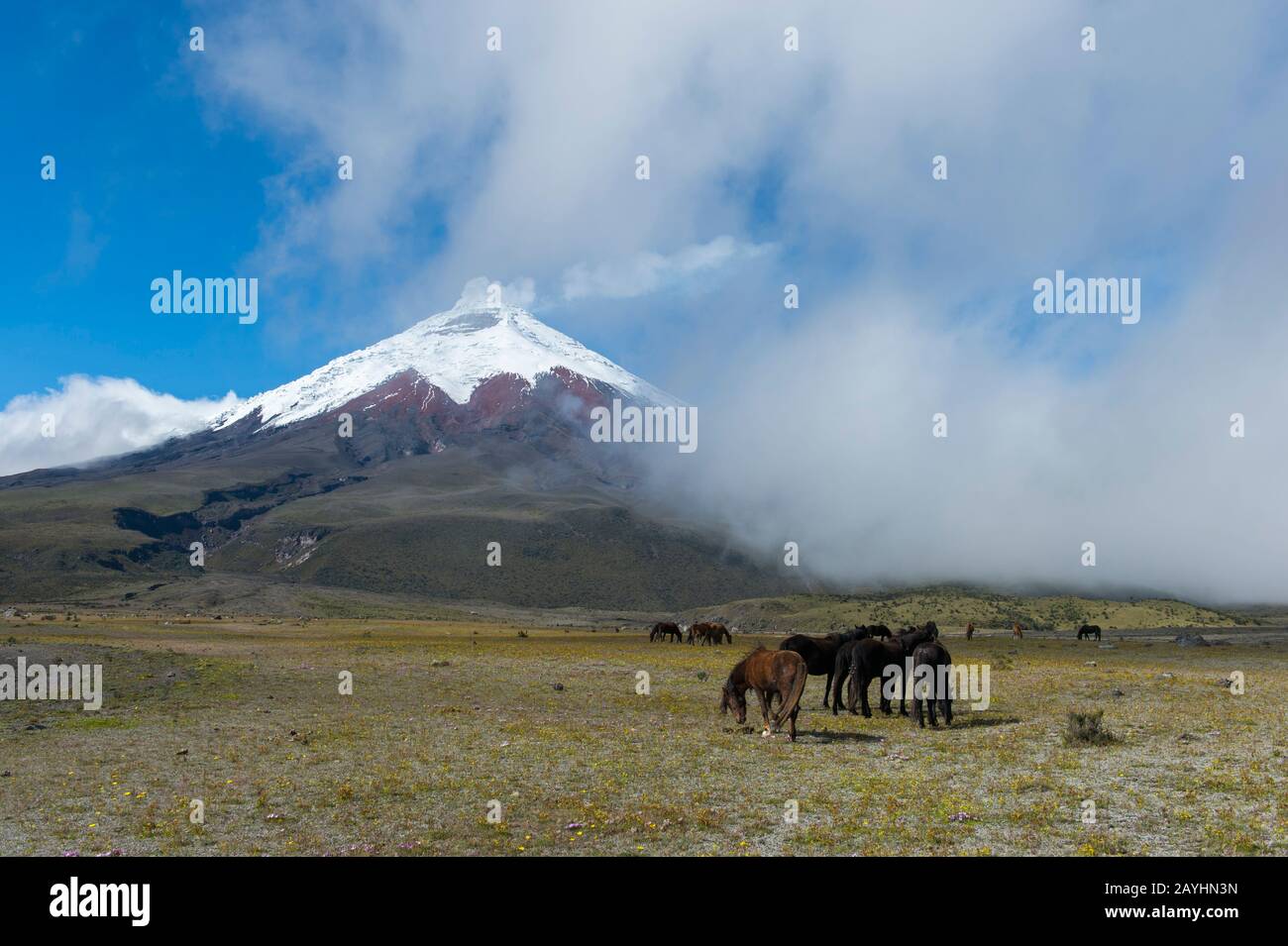 Pferde weiden im Cotopaxi-Nationalpark mit Cotopaxi-Vulkan (5.897 Meter, Höhe 19347 Fuß), einem aktiven Stratovulkan in den Anden-Bergen in der Nähe Stockfoto Pferde weiden im Cotopaxi-Nationalpark mit Cotopaxi-Vulkan (5.897 Meter, Höhe 19347 Fuß), einem aktiven Stratovulkan in den Anden-Bergen in der Nähe Stockfoto
