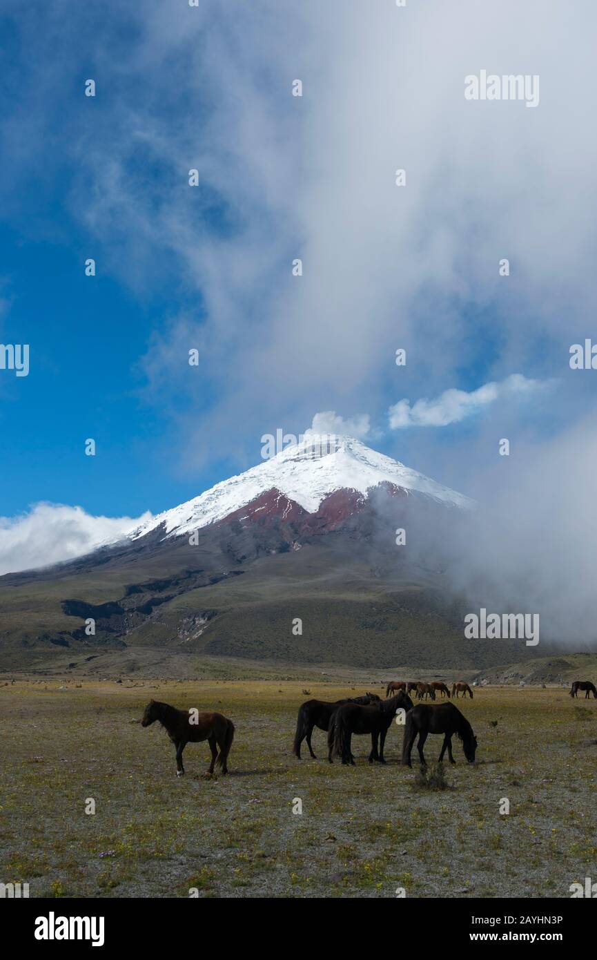 Pferde weiden im Cotopaxi-Nationalpark mit Cotopaxi-Vulkan (5.897 Meter, Höhe 19347 Fuß), einem aktiven Stratovulkan in den Anden-Bergen in der Nähe Stockfoto Pferde weiden im Cotopaxi-Nationalpark mit Cotopaxi-Vulkan (5.897 Meter, Höhe 19347 Fuß), einem aktiven Stratovulkan in den Anden-Bergen in der Nähe Stockfoto
