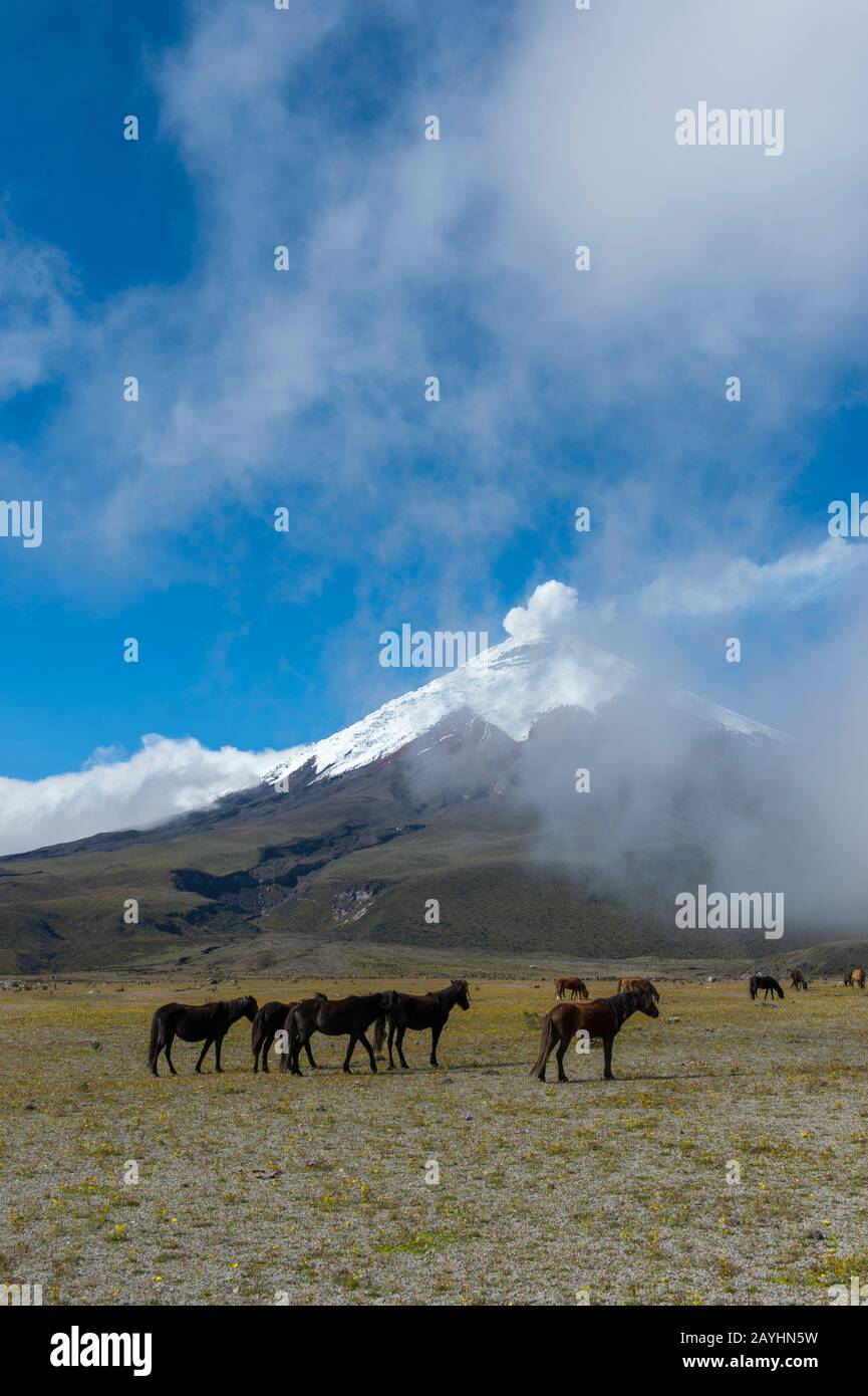 Pferde weiden im Cotopaxi-Nationalpark mit Cotopaxi-Vulkan (5.897 Meter, Höhe 19347 Fuß), einem aktiven Stratovulkan in den Anden-Bergen in der Nähe Stockfoto Pferde weiden im Cotopaxi-Nationalpark mit Cotopaxi-Vulkan (5.897 Meter, Höhe 19347 Fuß), einem aktiven Stratovulkan in den Anden-Bergen in der Nähe Stockfoto