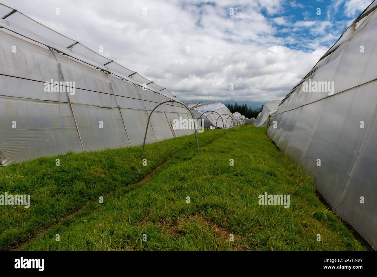 Blick auf die Gewächshäuser, in denen sie Rosen für den Export im Hochland bei Quito, Ecuador, anbauen. Stockfoto