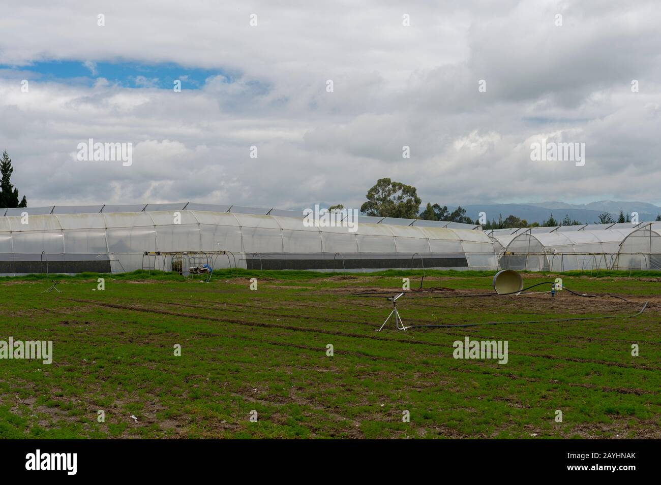 Blick auf die Gewächshäuser, in denen sie Rosen für den Export im Hochland bei Quito, Ecuador, anbauen. Stockfoto