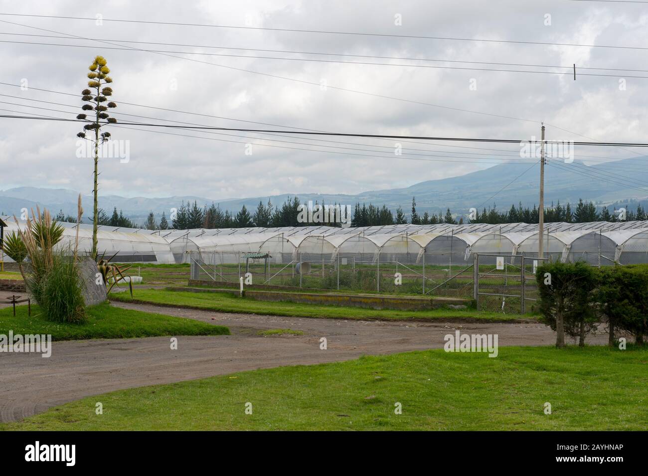 Blick auf die Gewächshäuser, in denen sie Rosen für den Export im Hochland bei Quito, Ecuador, anbauen. Stockfoto