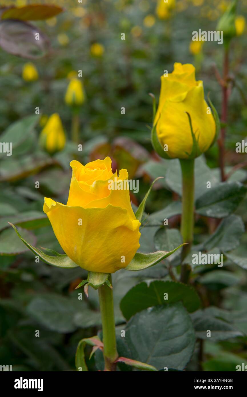 Rosen, die in einem Gewächshaus auf einer Rosenfarm im Hochland in der Nähe von Quito, Ecuador, zum Export angebaut werden. Stockfoto