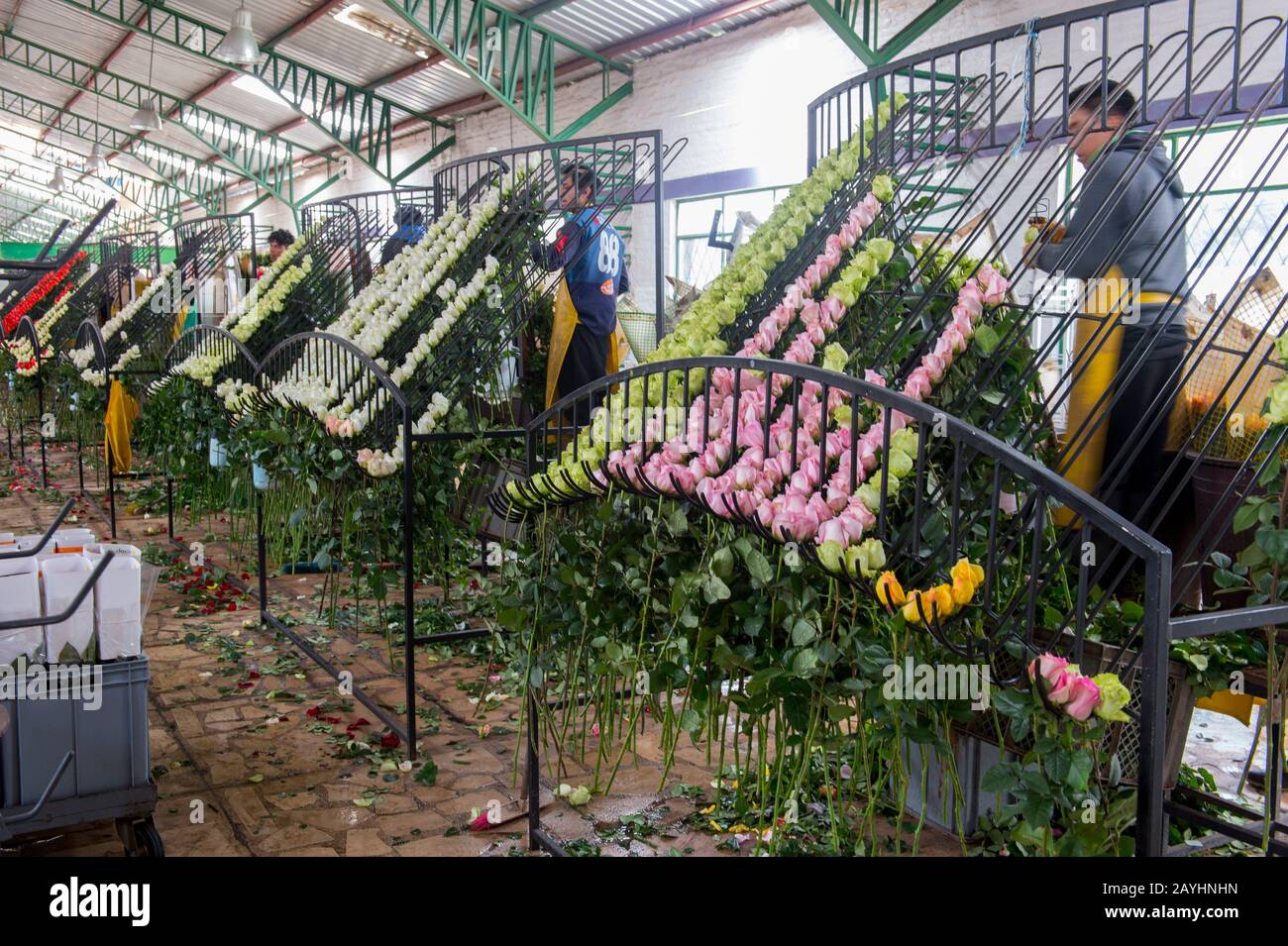 Rosen für den Export werden auf einem Rosenkostüm im Hochland bei Quito, Ecuador, sortiert. Stockfoto