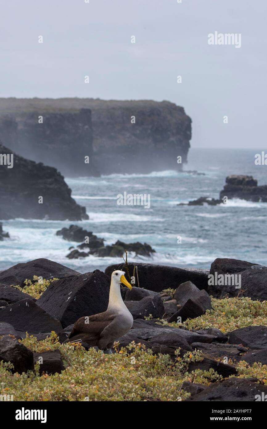 Ein gewellter Albatross (Phoebastria irrorata) auf Hood Island (Espanola Island) auf den Galapagos-Inseln, Ecuador. Stockfoto