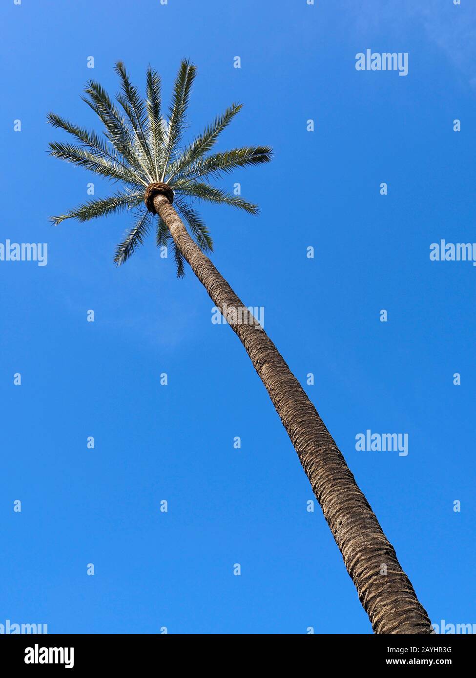 Sehr hohe Palme in Sevilla, Spanien, gegen den blauen Himmel Stockfoto
