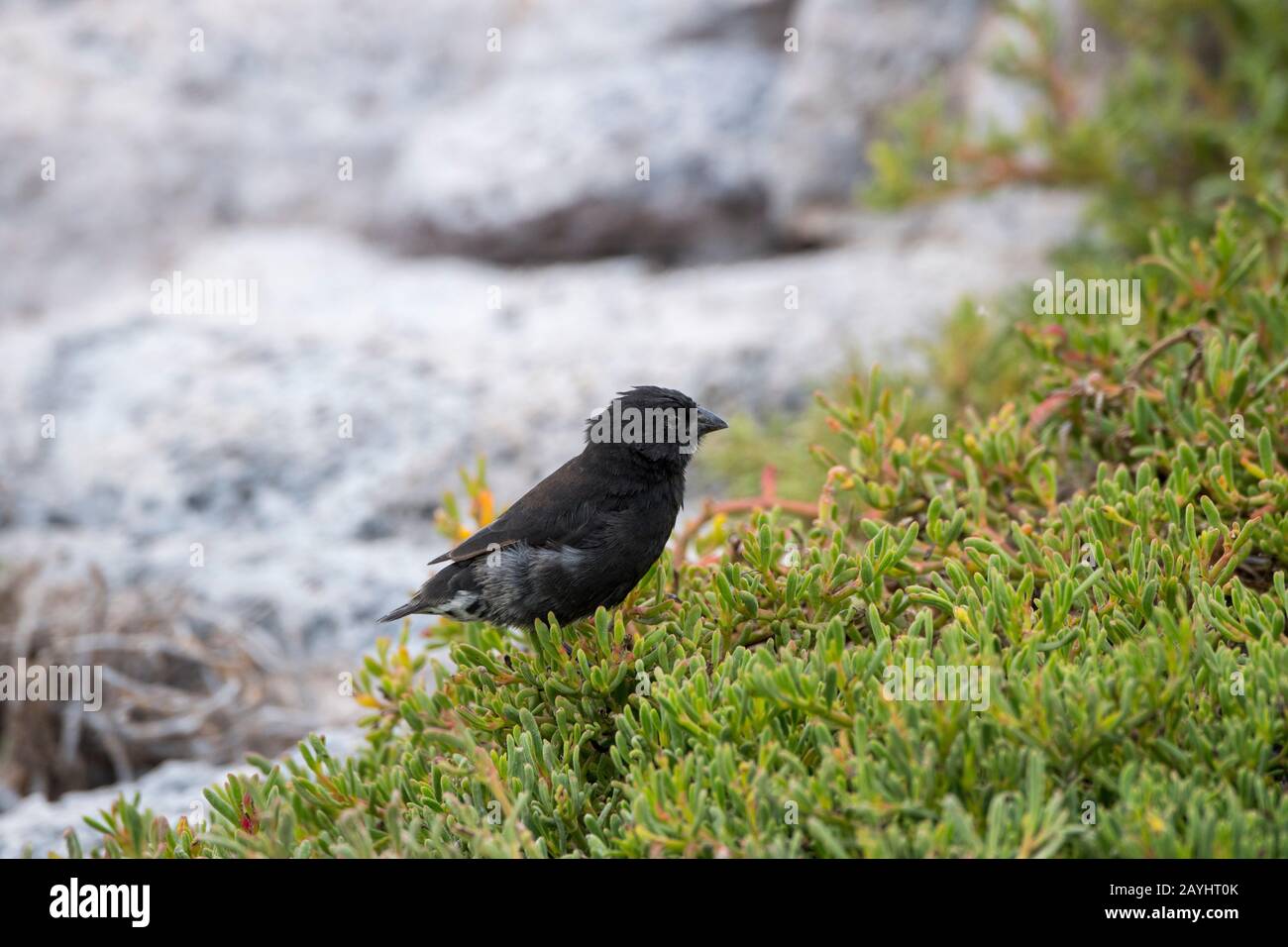 Ein Mittelgroßer Finch (Geospiza fortis) auf der South Plaza Island auf den Galapagos-Inseln, Ecuador. Stockfoto