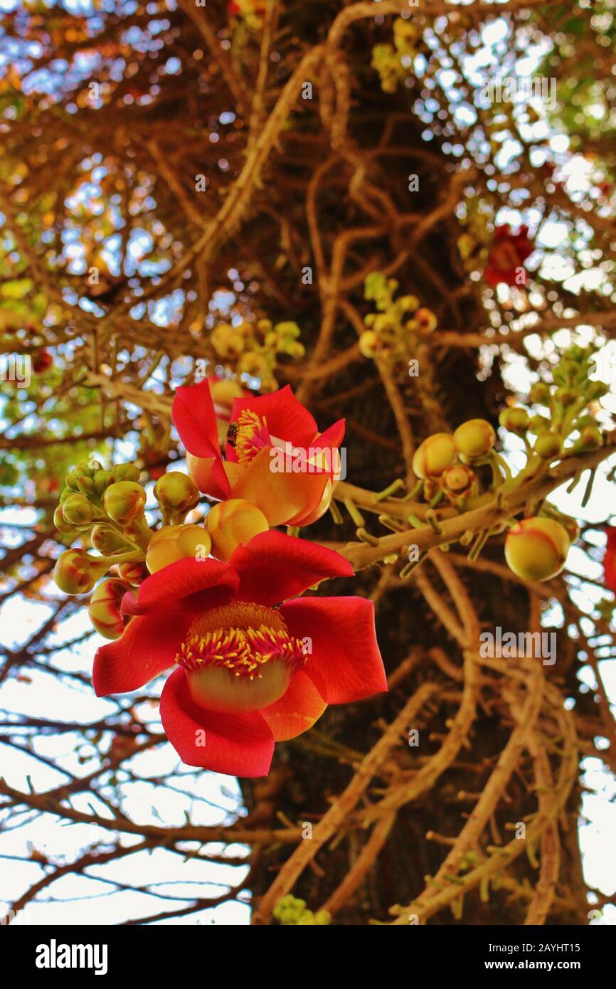 Shivalinga/Ayahuma-Blume an einem Sala-Baum im Königlichen Palast in Phnom Penh, Kambodscha. Mit kräftiger roter Farbe und Ästen an einem Baum. Stockfoto