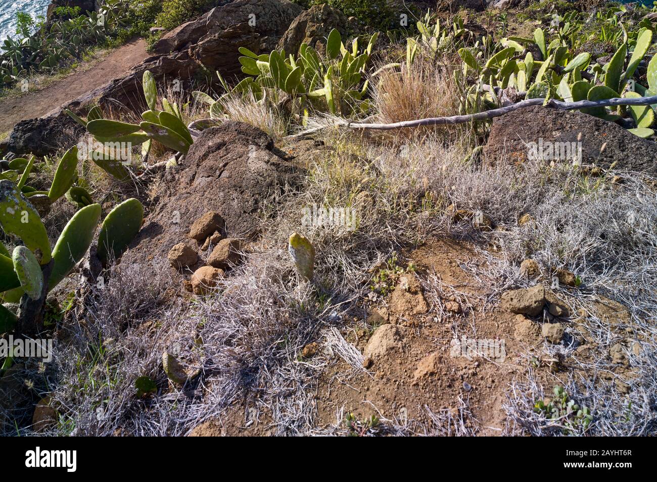 Kaktus und Felsen auf einem Hügel mit Blick auf den Atlantik entlang der Frente Mar Funchal, der Ferieninsel Madeira, Portugal, Europäische Union Stockfoto